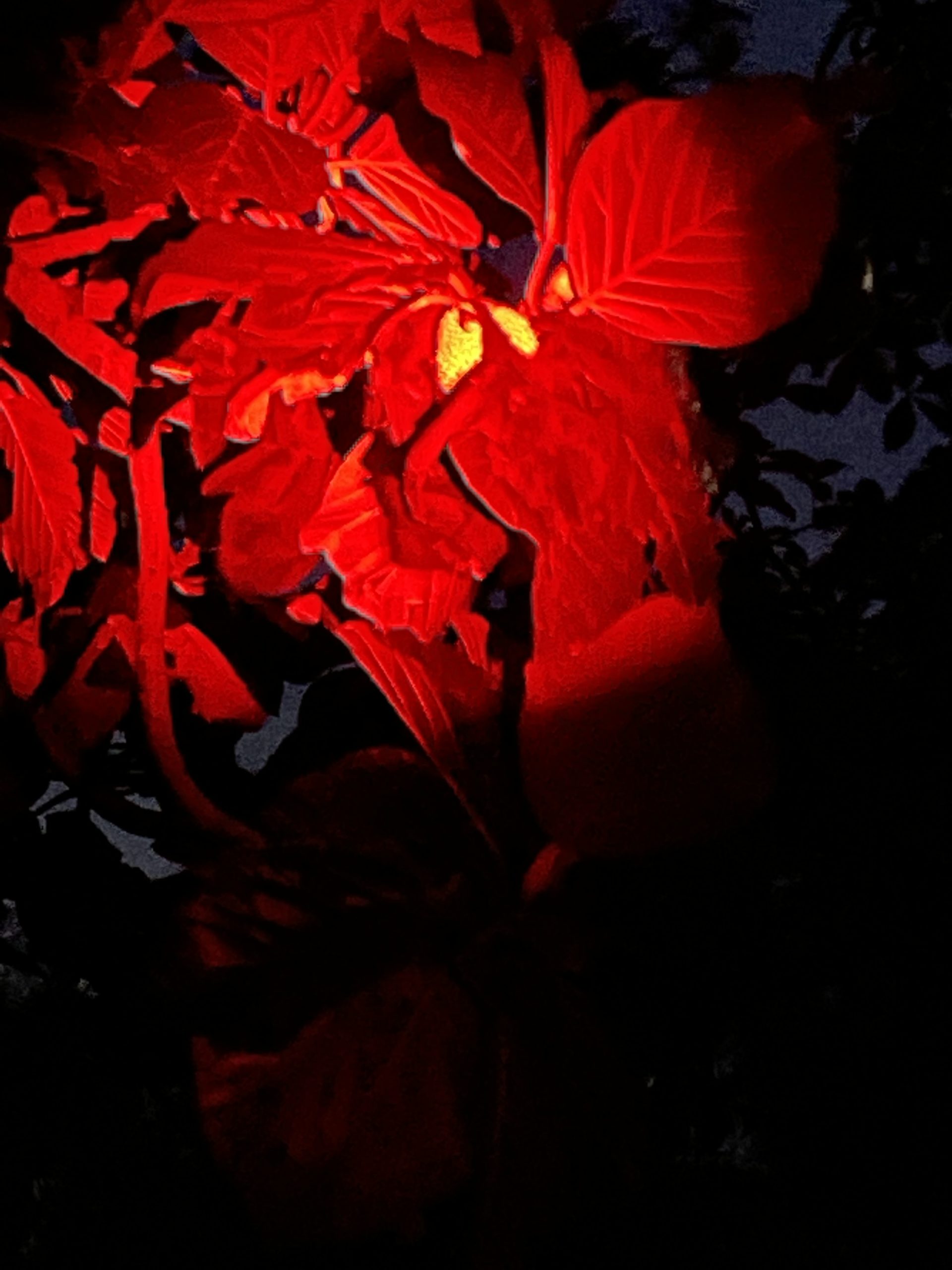 赤いライトの中のオガサワラオオコウモリ