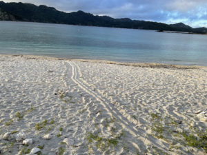 父島の海岸で見かけた足跡