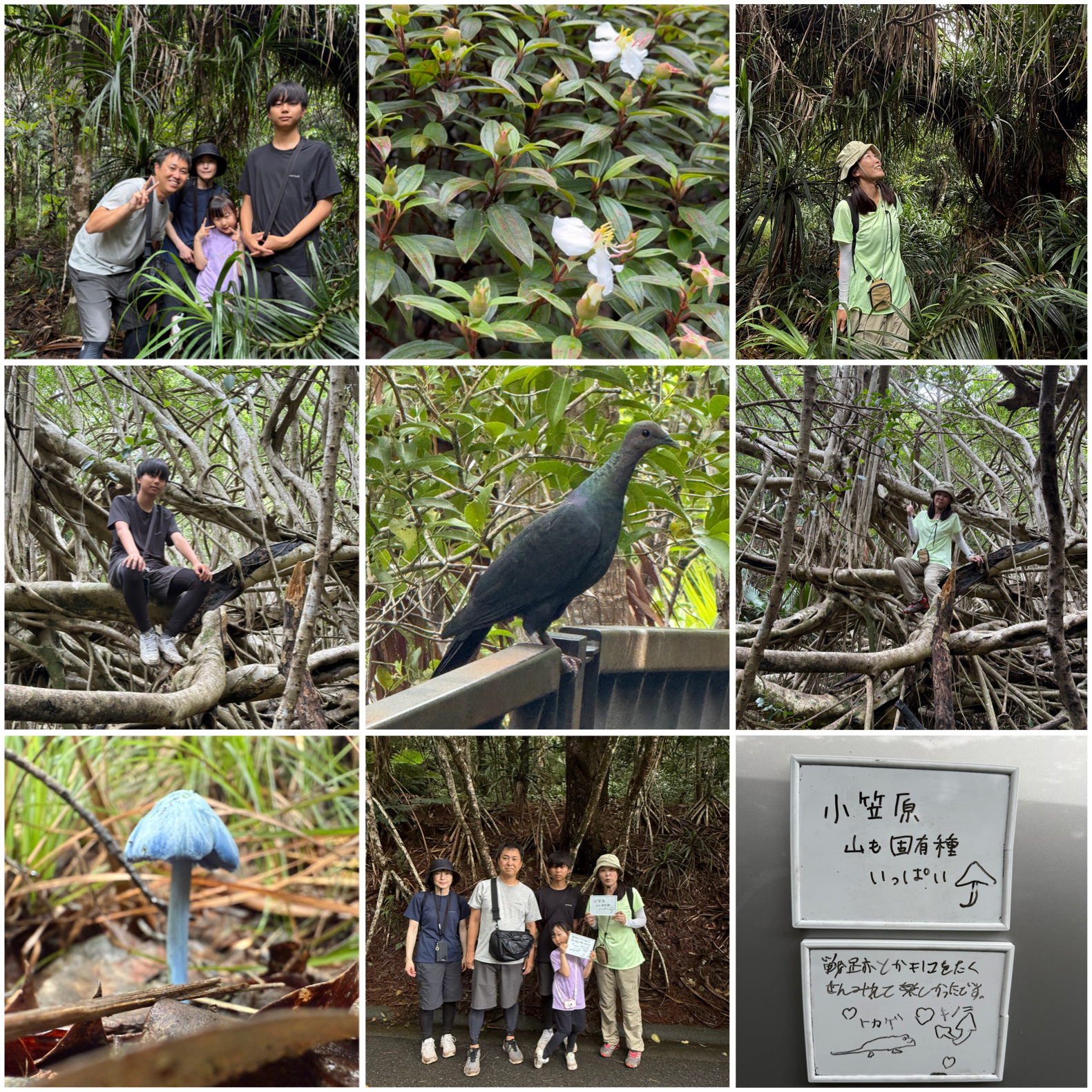 ソライロタケにアカガシラカラスバトも！