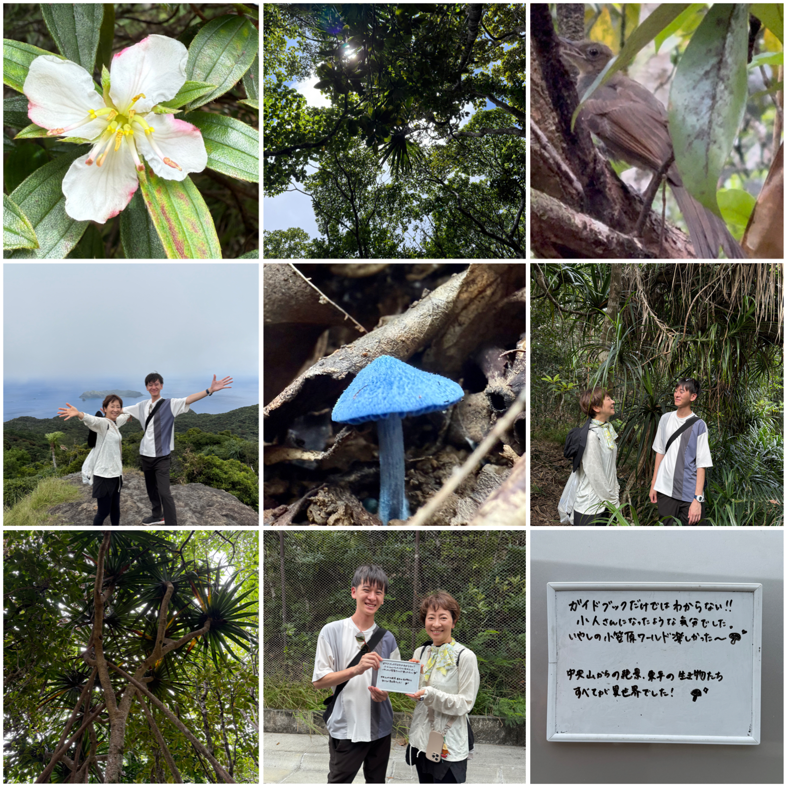 ムニンノボタン開花中！