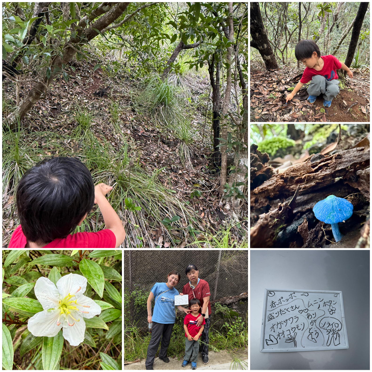 ハトとソライロタケみ〜つけた！