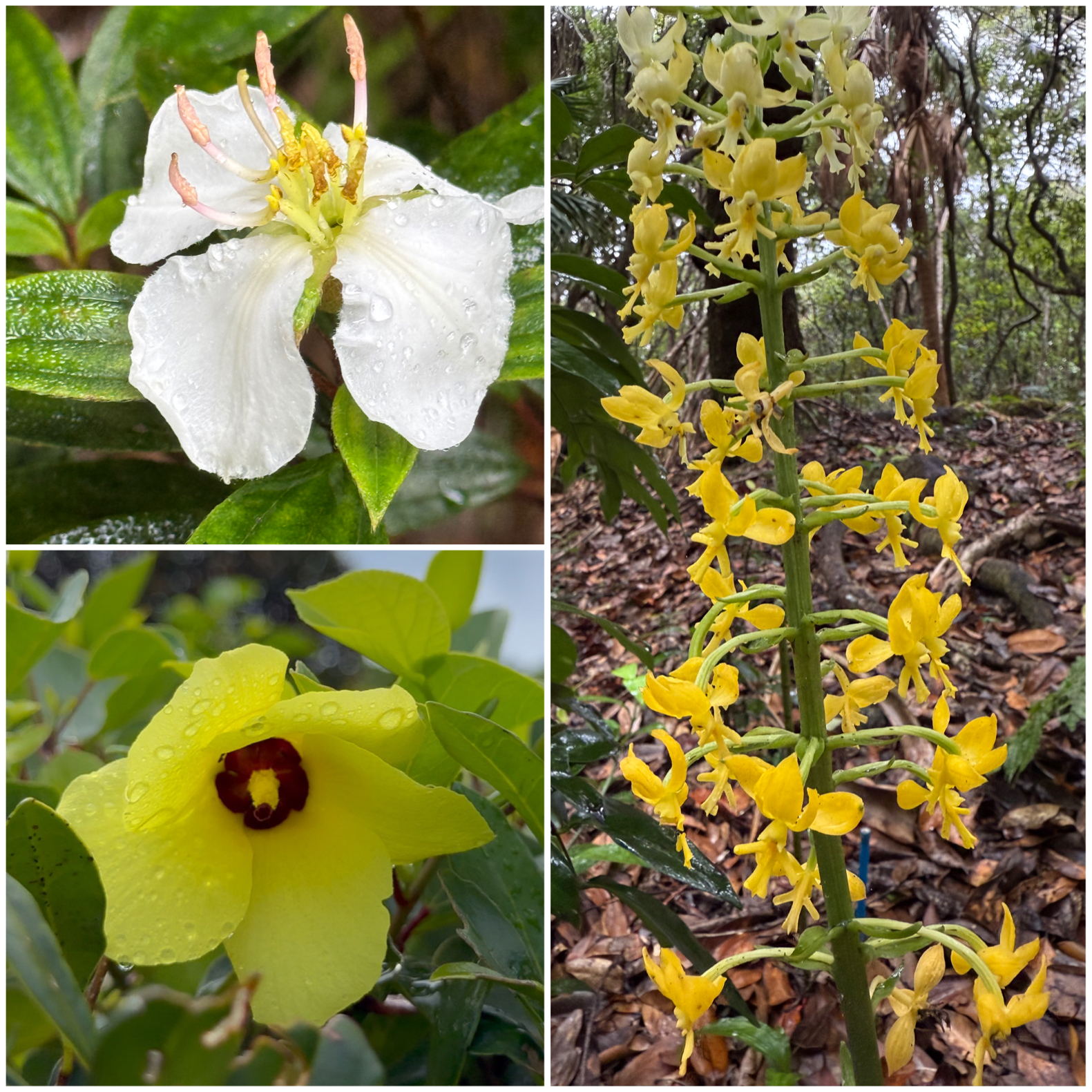 ムニンノボタン
テリハハマボウ
アサヒエビネ