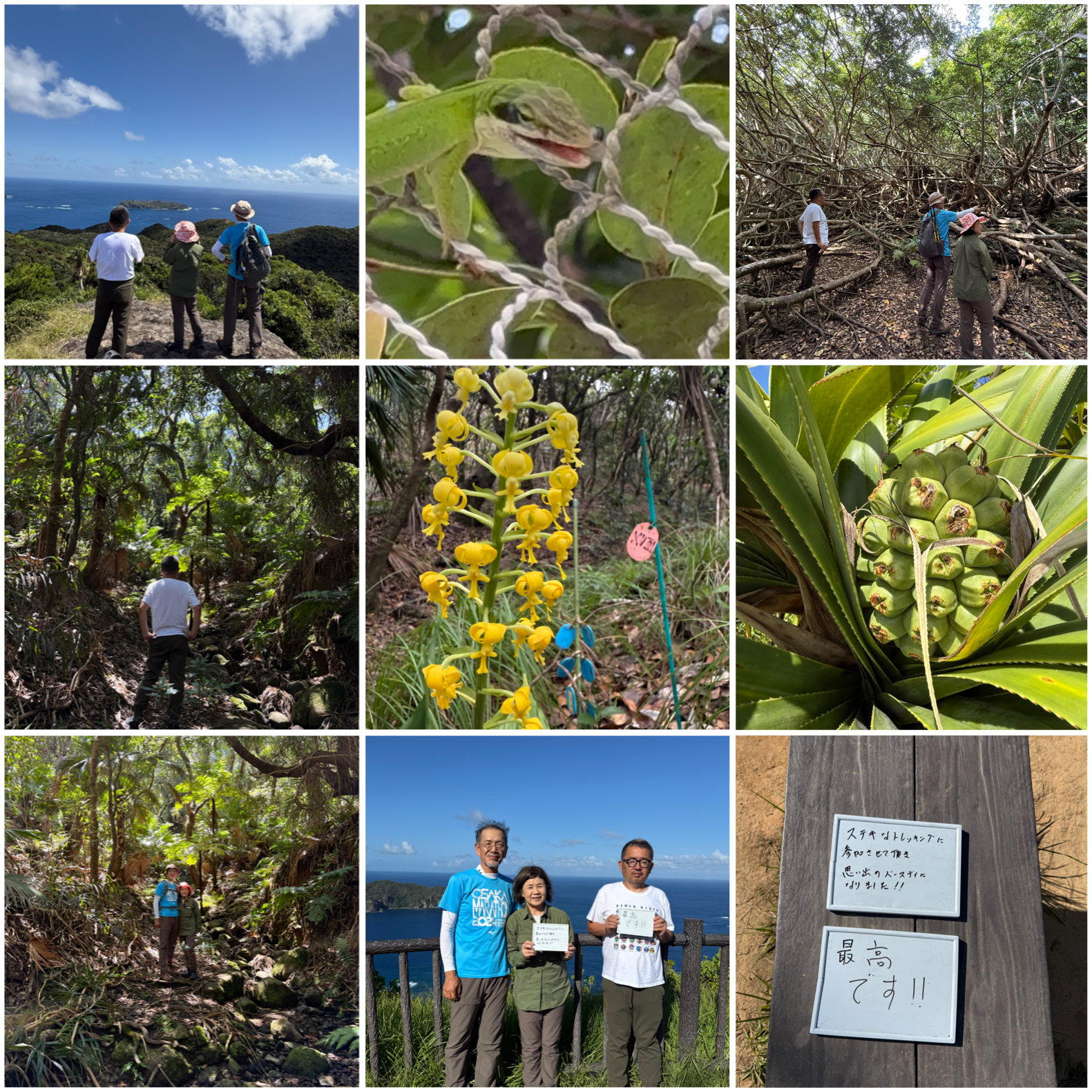 固有種の花、アサヒエビネ