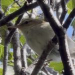 ハシナガウグイス