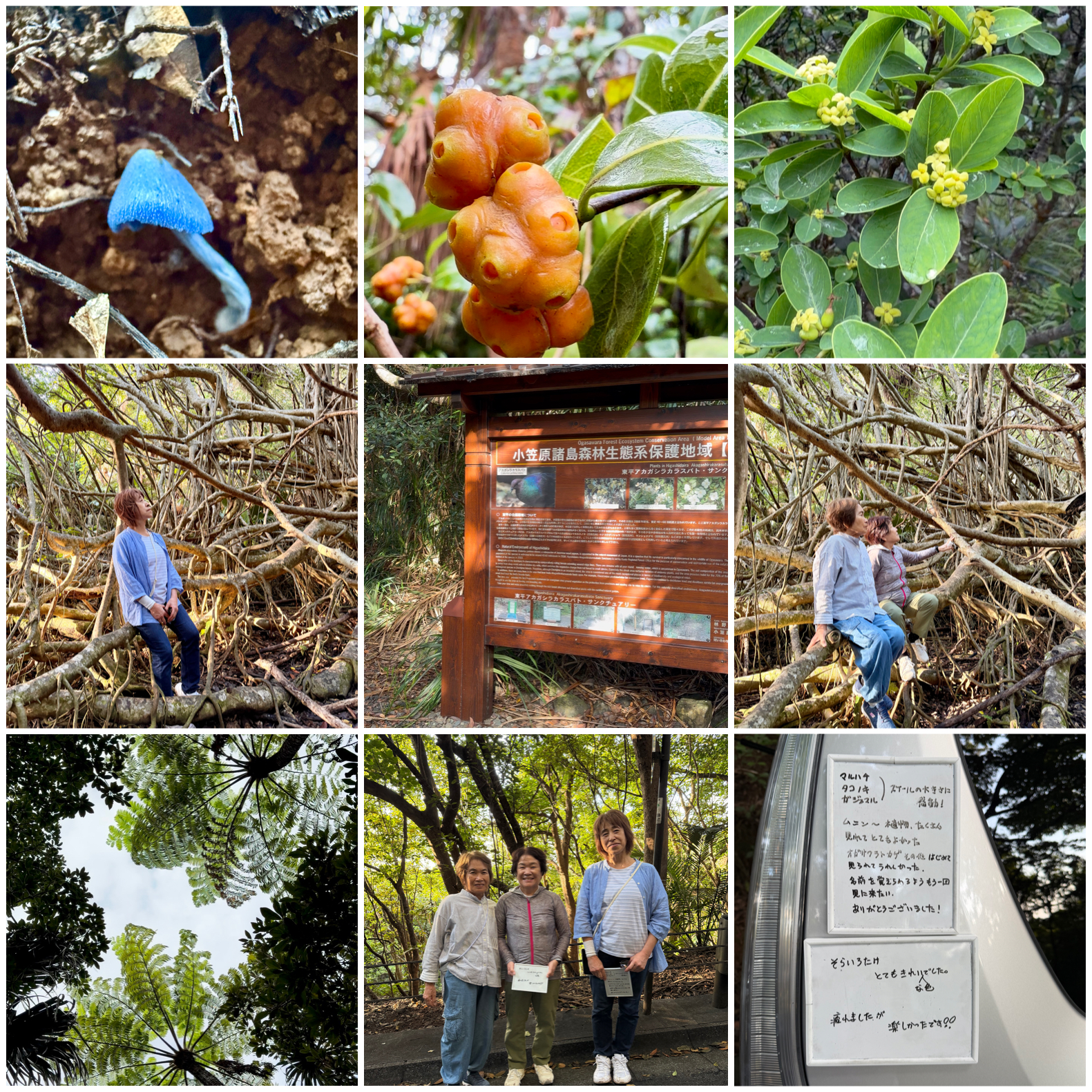 ソライロタケありました!