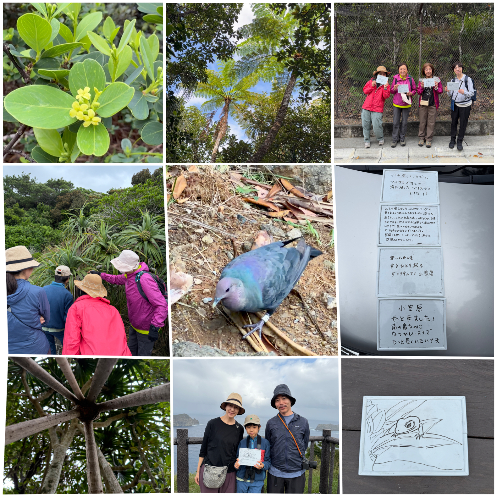 アカガシラカラスバトとの出会い