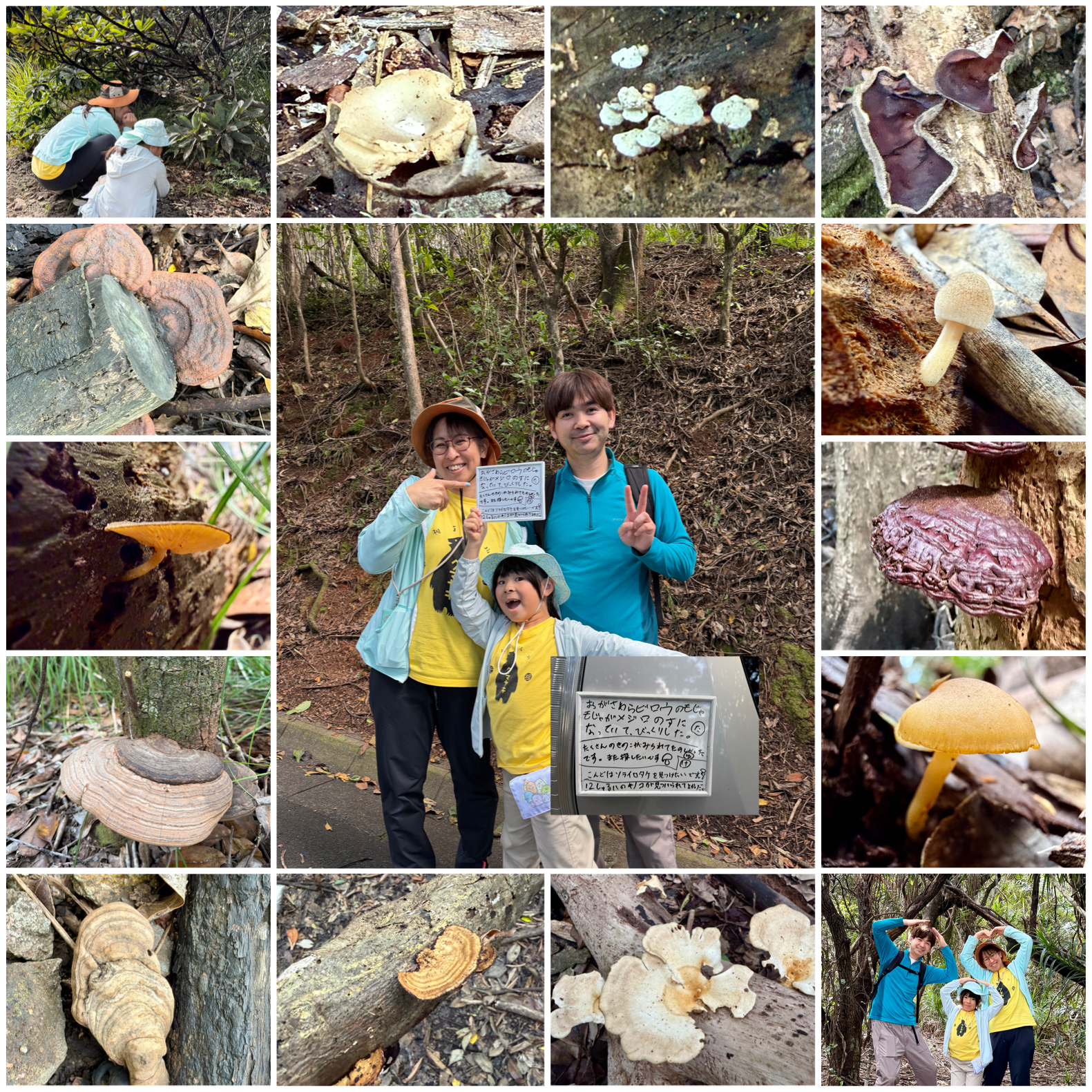 父島でキノコを探したいツアー