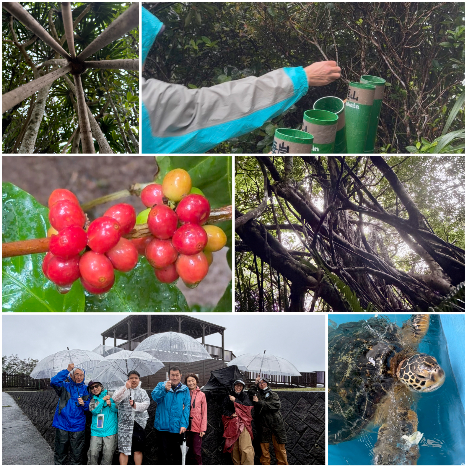 よく降りました！父島の森歩き