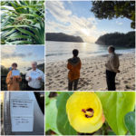 オオハマボウが美しい