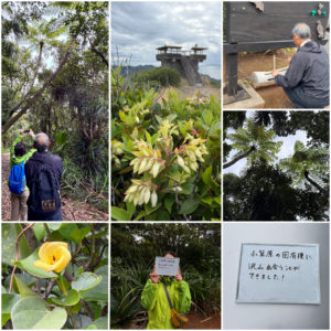 ムニンシャシャンボとテリハハマボウ