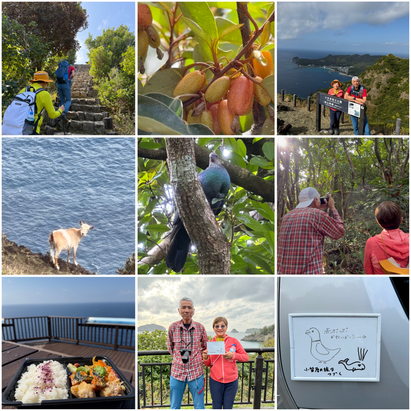 アカガシラカラスバトがいました！