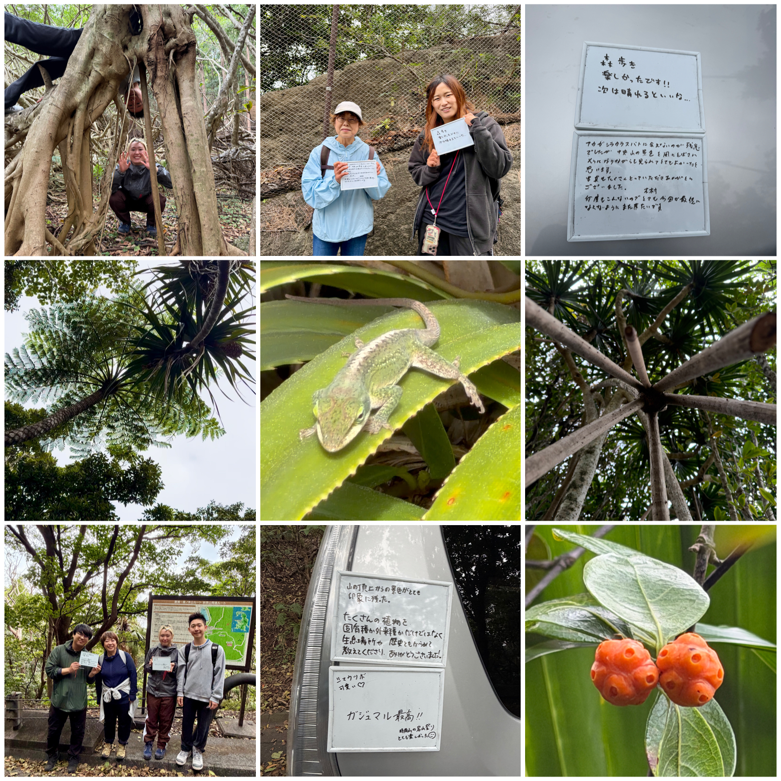 グリーンアノール