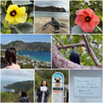 父島に到着したら「のんびり島内探訪ツアー」へ！